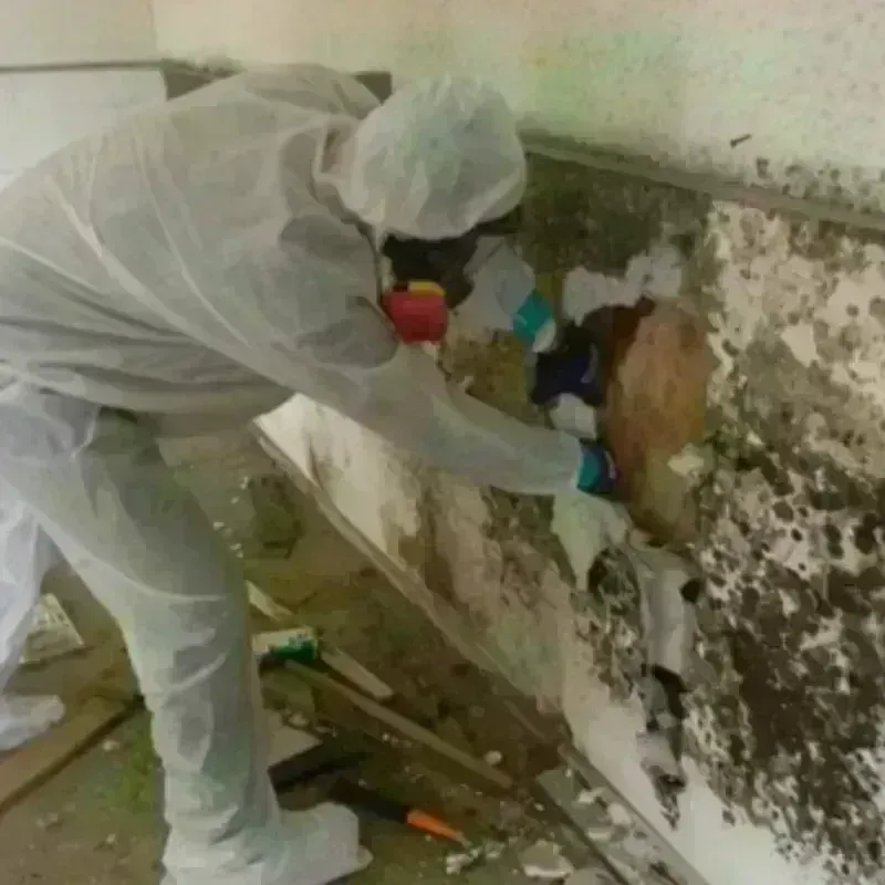 Mold Remediation and Removal in Marshall, IL